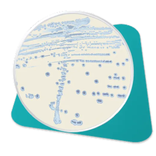 Agar Cromogênico ESBL Placa De Cultura Pronta 90x15 C/10 Advagen