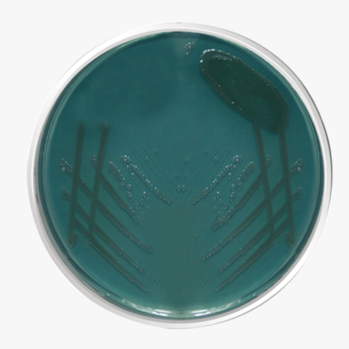 Agar Cled Placa De Cultura Pronta 90x15mm Pacote C/10 - Advagen